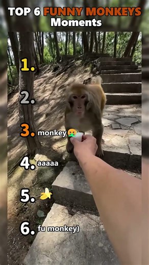 Ranking Best Funny Monkeys Moments