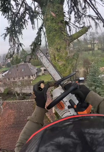 Tree Climbing Techniques for Timber Work