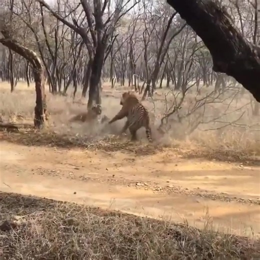 Book Now 0786 954 8319 Kanha National Park - Kanha National Park - Kanha Tiger Reserve www.wildlifesafar.com Kanha National Park @topfans #kanhanationalpark #instagood #instagram #fbreels #fbreelsvideo #reelsvideo #viral #reelsviral #facebookreels #foryou #trend #travel #fbreelsvideo #fbreels23 #fbpost #fbshorts #kanha #kanhatigerreserve #funny #fyp #followers #everyone #new #foryou #viral #cute #reelsvideo #fbreelsvideo #fypシ #fbreelsviral #reelitfeelit #photography @topfans Kanha, Kanha Nation