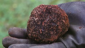 The Rare Process of Harvesting Expensive Truffle Mushrooms