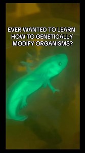 This is biohacking. Learn to program cells like computers. Use code HOLIDAY for 30% off our store while supplies last! #biohacking #biotechnology_science #biotechnologystudents #biotechschool #technooptimism #biotechnology | The ODIN