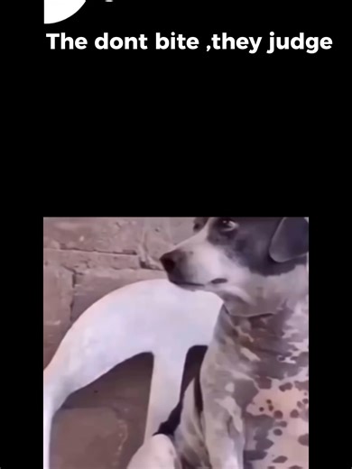 Pick Your Judge: A Hilarious Pet Competition