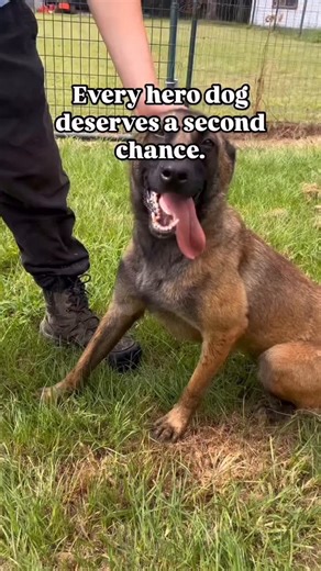 These hero dogs gave EVERYTHING in service, protecting troops, finding explosives, saving lives. Now, too many face their final years without a family. Mission K9 steps in where others don’t. We rescue, reunite, and provide forever homes for America’s working hero dogs. But we can’t do it without YOU. Donate. Share. Be their second chance. Every dollar helps bring a hero home. Link in bio. https://donate.missionk9rescue.org | Mission K9 Rescue