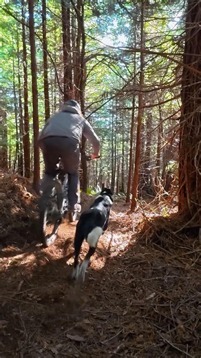 Redwood Loam with Hayden & the Dogs - Slow-Mo + Full Speed 🌲🐕