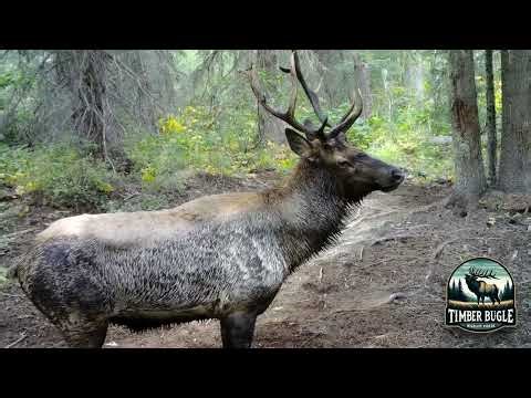 Bull elk faint sound to cow chirps