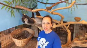 4.7K views · 193 reactions | Big Joel's Safari is open to the public Thursday thru Sunday every week of our 2017 Season and you are going to be seeing more these videos as many of our new projects are nearing completion!!!!!! For more about us go to www.bigjoelsafari.com | Big Joel's Safari Petting Zoo & Educational Park | Facebook