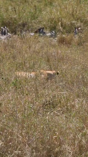 2.1K views · 44 reactions | A lion's hunting success rate can vary...