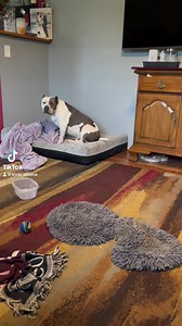 Linda is TIIIIIRED!!! It’s a no bs kind of tuck in tonight…. because #mommasdoitbest 😘🐾 #ilovelinda #QueenLinda #tuckinlinda2023 #lifewithalinda #lindaismyspiritanimal #lifewithlindaandathena #pitbull #olinda | Linda & Athena