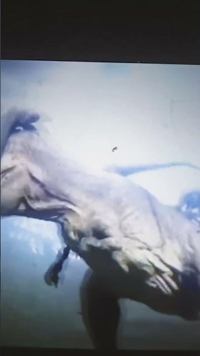 Madagascar 2 water's Gone