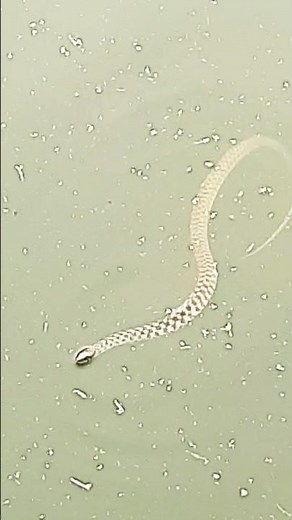 Learn about snake names that will amaze you!