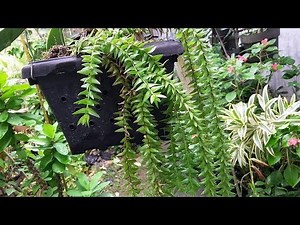 Lycopodium Phlegmaria - Huperzia phlegmaria - Exotic Fern Plant - Tassel Fern