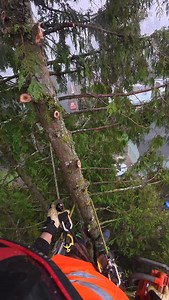 🌲 | Tree trimming service USA 43