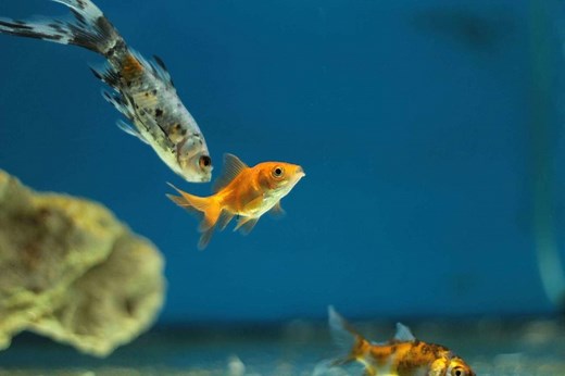 Tout savoir sur le Poisson Rouge