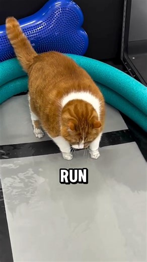This Cat Successfully Lost Weight By Using An Underwater Treadmill.