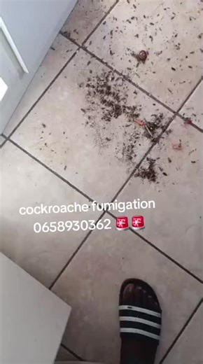 Effective Pest Control Solutions for Your Home