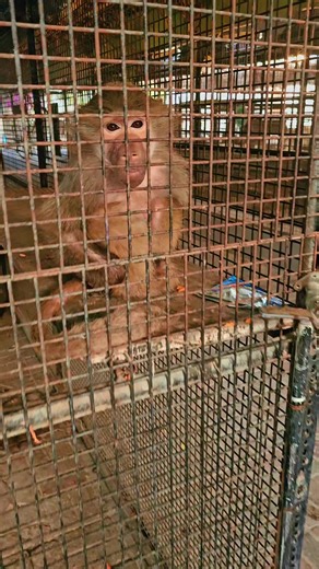 beautiful monkey 🐒 tasneem zoo bahrain 🇧🇭 #tasneemzoo #bdtiktokofficial #bahraintiktokers #foryou #viralvideo