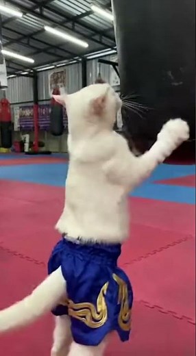 Boxing Cat Training Hard! 🥊🐱