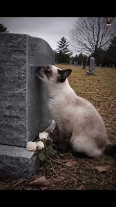 Some bonds are forever… even beyond goodbye. 💔 #siamesecatlovers #FurryFriends #sadstory #catlovers | Siamese Cat Lovers