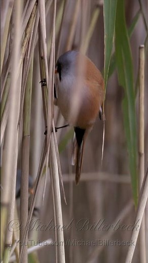 Beautiful: Bearded Reedling (♂) #birds #birdsounds