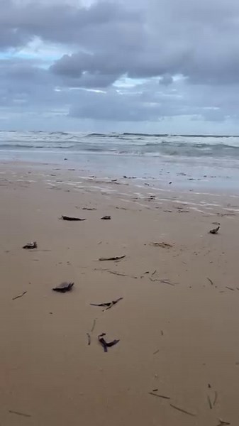 A first swim for these turtle-ly cute little endangered loggerhead hatchlings at Buddina Beach 🐢💚 | Sunshine Coast Council