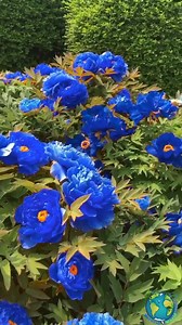 37K views · 1.5K reactions | Beautiful flowers  | Beautiful world | Facebook