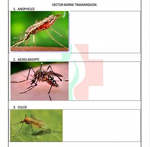 Vector Borne Transmission: Diseases transmitted by mosquitoes... | Filo