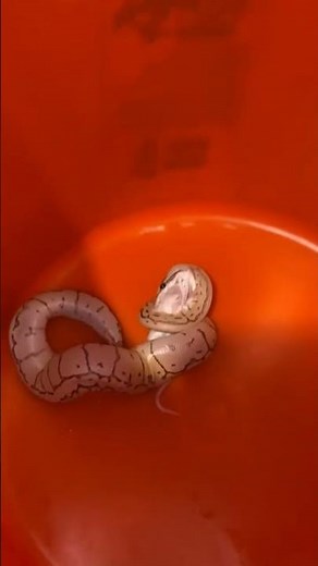 Sometimes you have to help your snakes eat😭 #snake #python #feed