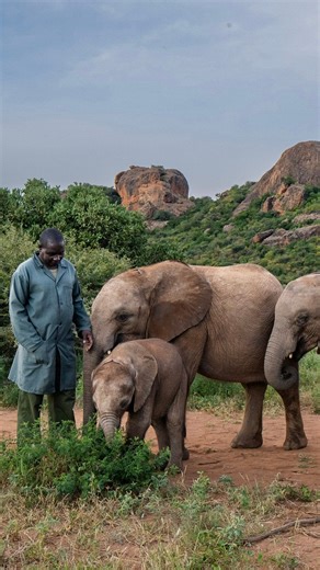 Welcome to @Reteti – the world’s first Indigenous-owned African Elephant sanctuary, nestled in the Mathews Range of Northern Kenya. Reteti rescues orphaned and abandoned wildlife with the aim of releasing them back into the wild landscapes of their birth. Many elephant calves are orphaned each year due to drought, falling into wells, human-wildlife conflict, and maternal mortality – and when this happens, Reteti’s Samburu keepers step in with round-the-clock care. Each calf receives a specialize