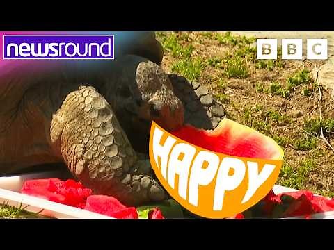 Rare baby tortoises, a baby elephant and Peppa Pig! | Happy News | Newsround