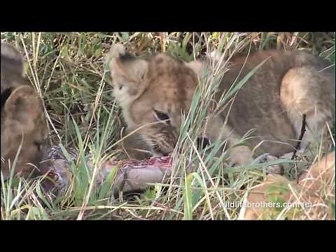 lion cubs eating meat for the first time