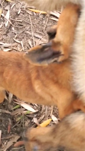 #animals #viral #puppy #motivation #funny #dog #malinois #live #shortvideo