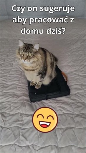 Jak możesz pracuj z domu 😃 #rozwojosobisty #excel #komputer #sql #canva #pracaonline #nauka