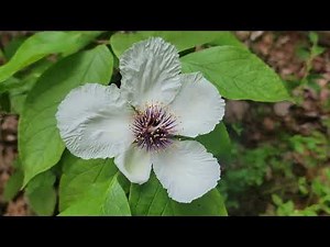 Stewartia ovata grandiflora 2