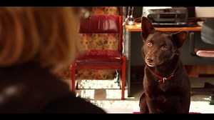 35K views · 482 reactions | KOKO is a different kind of dog story! Based on the actual dog from #RedDog who became a movie star and changed the lives of everyone around him. Don’t miss out! Coming soon. | Roadshow | Facebook