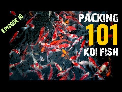 The Beauty of 100 Hand-Picked Japan Koi ( Packing Day )