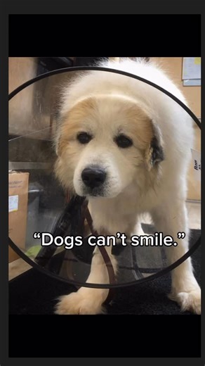 Sonia’s Sanctuary Animal Rescue on Instagram: "He is all smiles 🐶🖤🐾 #greatpyrenees #livestockguardiandog #farmsanctuary"