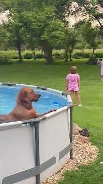 Cute Dog Refuses to Get Out of Pool! #Shorts #Dogs