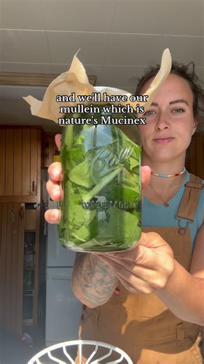 789K views · 67K reactions | MULLEIN IS SUPERIOR. Here’s how to make (any sort of) the tincture! The flowers can be harvested, soaked in a high quality olive oil and used to treat ear infections! It’s an AMAZING plant and grows abundantly. Should I do a tincture series on my favorite blends? #homestead #urbanhomestead #selfsufficiency #canningandpreserving #selfsufficient #gardening #garden #mullein #tincture #herbalism #foraging | Barefoot.mimosas | Facebook