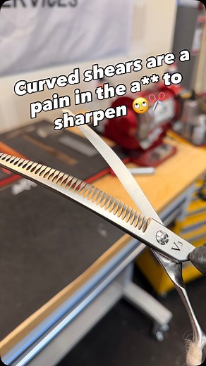 44shears on Instagram: "I think I’ll stick to beauty shears 😂✂️ This is a dog grooming shear. Usually made of lower quality materials. Curved shears are very finicky scissors! #shearsharpening #shearwork"