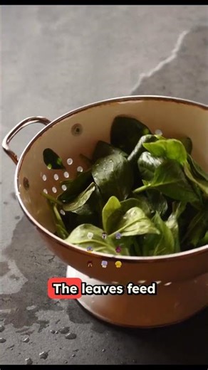 Dandelion - The Prepper's Most Important Survival Plant? #survival #prepping