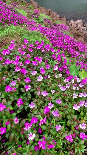 🕊#fyp #ຕາດຕະຍຶກເສືອ #ตาดตายิกเสือ #ปากช่อง #ลาวใต้🇱🇦 @jeffsatur