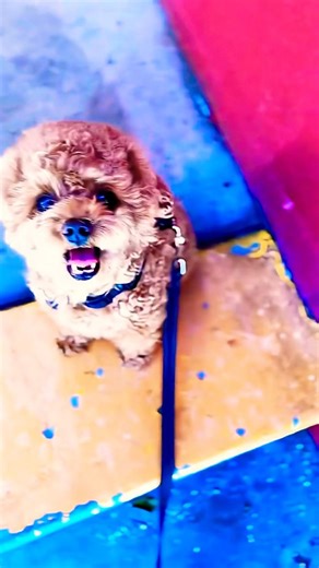 Buddy is waiting for the store to open #funnyvideos #toypoodle #cute