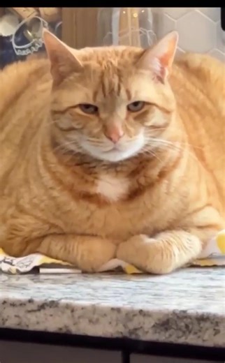 Очень Ржачные Приколы про Животных 🤣