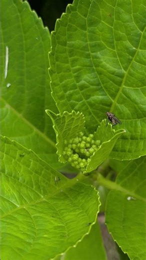 【初夏の訪れ】庭の紫陽花に花芽がつきました #ai