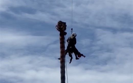 Unconscious tree worker rescued from 75-foot palm in Bay Area