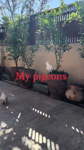 #pigeons ‏#fyp #pjr #food #foodtiktok #کباب_افغان #viral_video #کباب_افغان #viral_video #restaurant #foruyou #viral_video #foruyou #tiktok #love #ahmadzahir_king_of_music #ahmadzahir_king_of_music #facebook #afghanistan🇦🇫