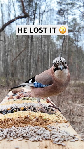 Crazy Jay Screaming & Dancing on Nuts 😳🐦