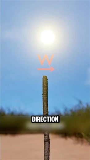 Lost Without a Compass This Sun Trick Could Save You