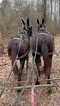 Training a big pair of horse mules coming 3 year old in may 3rd day in the lines