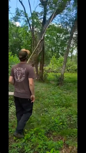 Playing dominos with trees #stihl #tree #removal #texas subscribe 🤙 #htx